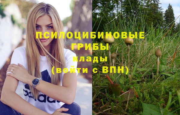 мяу мяу мука Баксан